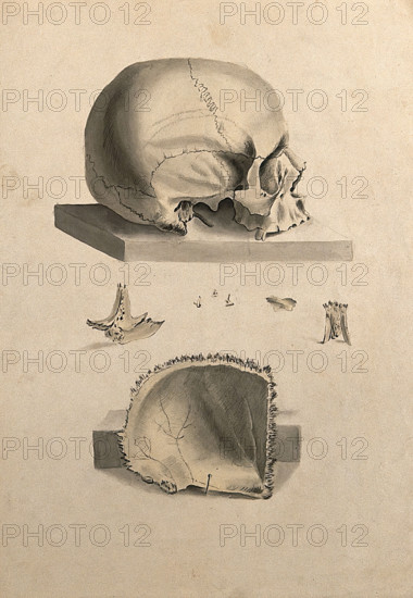 Human skull: six figures showing sections and an entire skull, 1830-1835. Creator: Unknown.