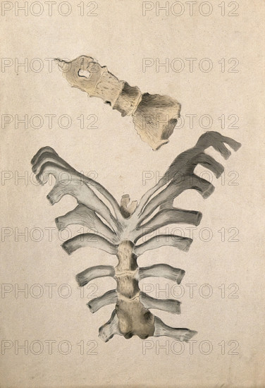 Ribs and sternum: two figures, 1830-1835. Creator: Unknown.