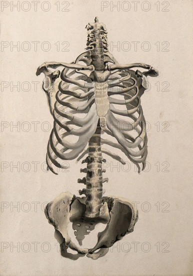 Bones of the torso: front view, 1830-1835. Creator: Unknown.