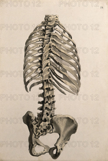 Bones of the trunk: back view, 1830-1835. Creator: Unknown.