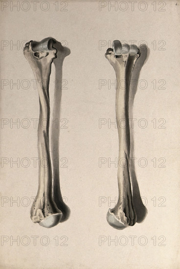 Humerus bone: two figures, 1830-1835. Creator: Unknown.