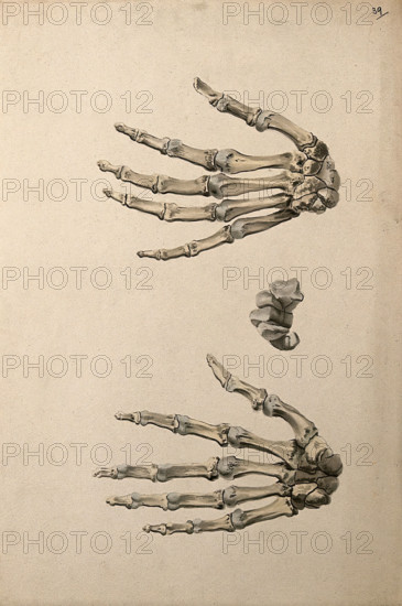 Bones of the hand: three figures, 1830-1835. Creator: Unknown.