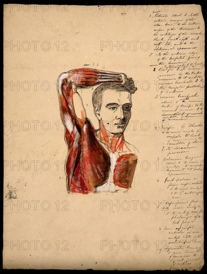 Muscles of the arm, shoulder and chest, front view: male écorché figure holding right..., 1800-1899. Creator: Unknown.