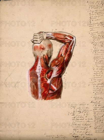 Muscles of the arm, shoulder and chest, back view: male écorché figure holding right..., 1800-1899. Creator: Unknown.