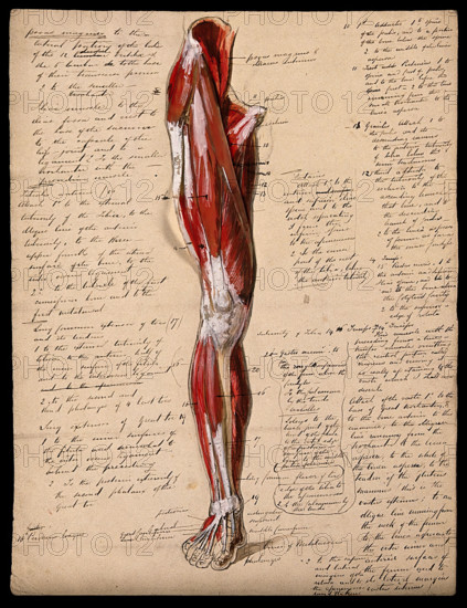 Muscles of the leg and foot: front view, 1800-1899. Creator: Unknown.