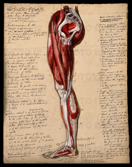 Muscles of the leg and foot: side view, 1800-1899. Creator: Unknown.