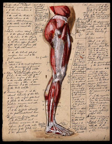 Muscles of the leg and foot: side view, 1800-1899. Creator: Unknown.