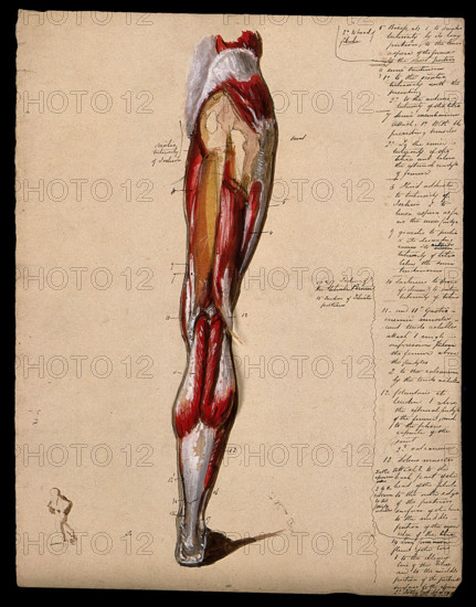 Muscles of the leg and foot: back view, with thumbnail ink sketch of walking figure, 1800-1899. Creator: Unknown.