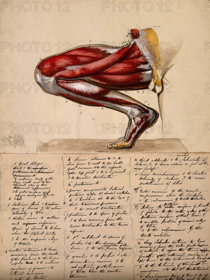 Muscles of the leg and foot: medial side view, with knee bent and foot flexed, 1800-1899. Creator: Unknown.