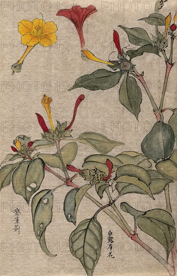 A flowering shrub, possibly Dipelta. Creator: Unknown.