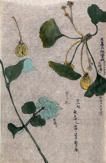 Two plants, a fruiting branch of a maidenhair tree (Ginkgo biloba) and a liane stem. Creator: Unknown.