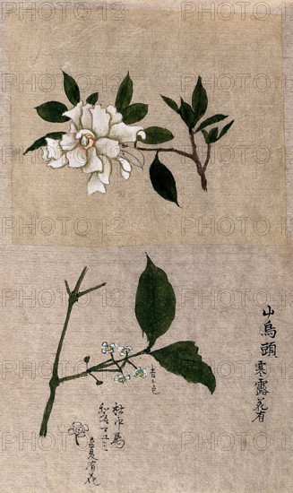 Two plants, one possibly tea (Camellia species): flowering stems. Creator: Unknown.