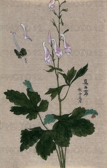 A plant, possibly a Corydalis species: flowering and fruiting stem with floral segments. Creator: Unknown.