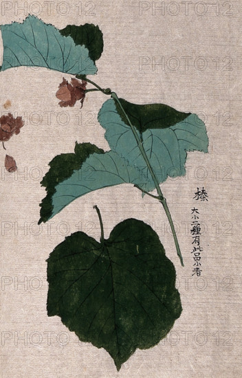 A hazel or filbert plant (Corylus species): fruiting branch with separate nut and leaf. Creator: Unknown.