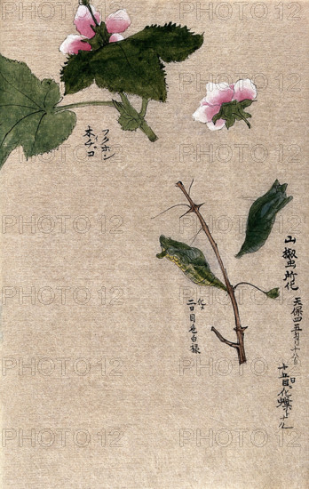 Two raspberry plant stems, one with a chrysalis attached. Creator: Unknown.