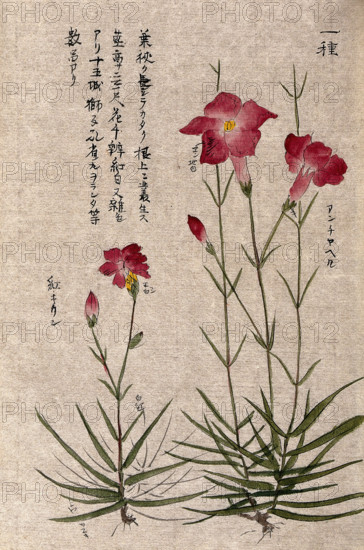 A plant, possibly a pink (Dianthus species): two flowering stems. Creator: Unknown.