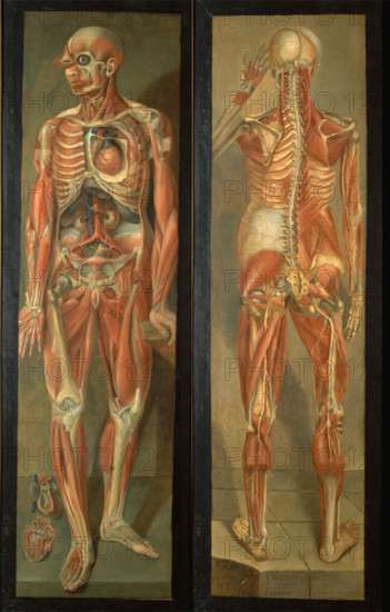 Two anatomical figures, 1764/1765.. Creator: Jacques Fabien Gautier Dagoty.