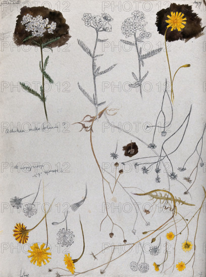 Various flower heads of yarrow (Achillea millefolium) and hawk's bit (Leontodon species). Creator: Unknown.