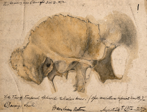 Bones of the cheek: side view of the temporal, schenoid and malar bones, 1852/08/24. Creator: J.C. Whishaw.