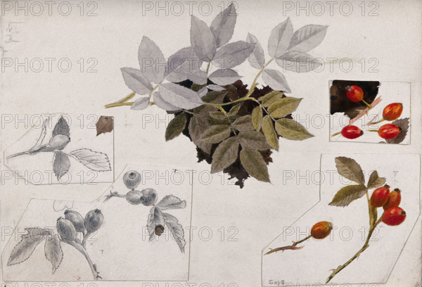 Rose hips and leaves, c1900s. Creator: Unknown.