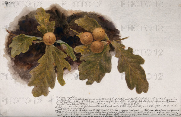 Oak leaves with four oak apples, c19th century. Creator: Unknown.