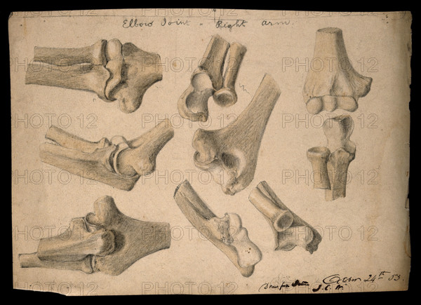 Bones of the elbow joint: eight figures, 1853/10/24. Creator: J.C. Whishaw.