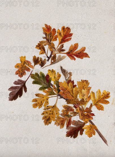 Autumn leaves of hawthorn (Crataegus), c1900s. Creator: Unknown.