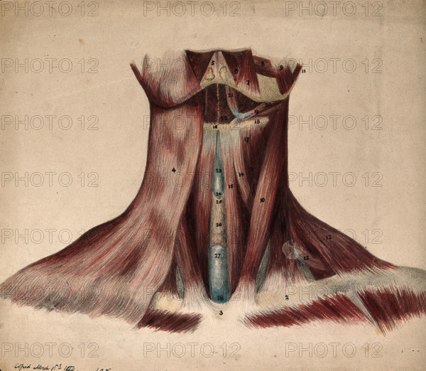Dissection of the back of the neck, 1854/03/16. Creator: J.C. Whishaw.