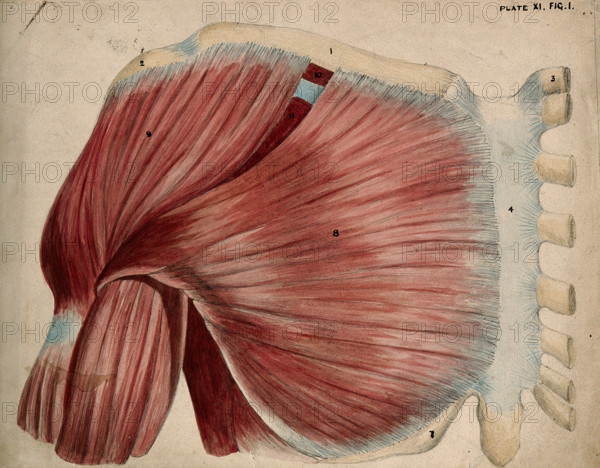 Dissection showing the shoulder and chest muscles: view of the pectoral and the..., 1852-1854. Creator: J.C. Whishaw.