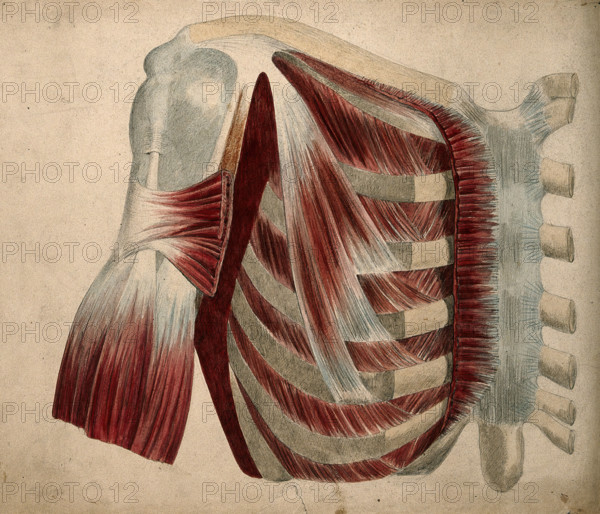 Dissection showing the muscles and bones of the chest and shoulder, 1852-1854. Creator: J.C. Whishaw.
