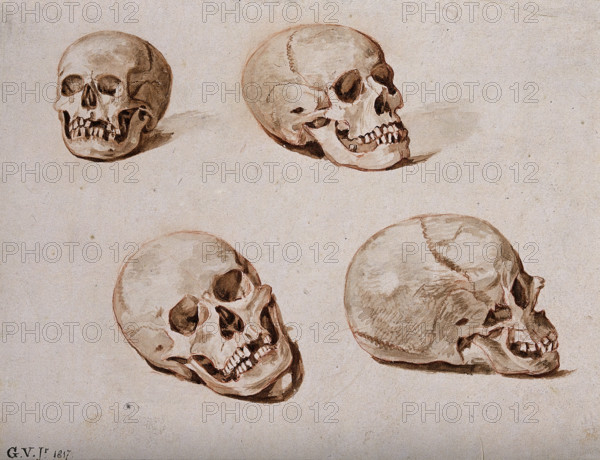 Four sketches of skulls, 1817. Creator: Unknown.