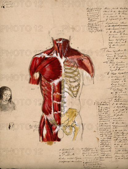 Dissection of the trunk: front view, showing the bones and muscles, with a small..., 1800-1899. Creator: Unknown.