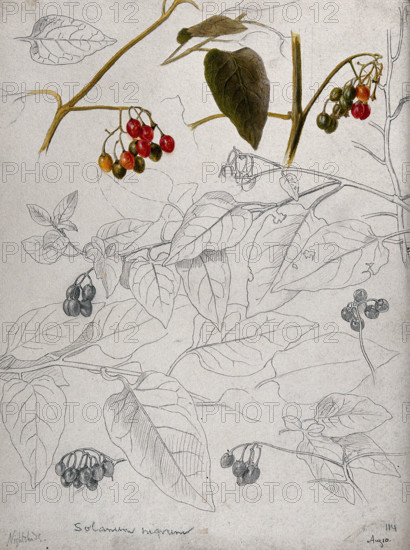 Black nightshade (Solanum nigrum): leaves and fruits. Creator: Unknown.