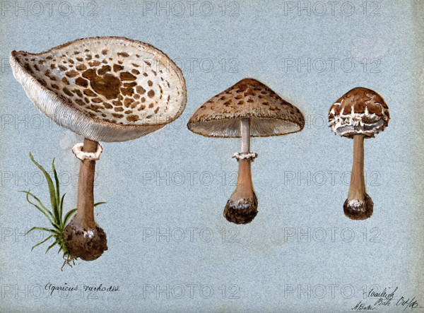 Shaggy parasol mushrooms (Lepiota rhacodes): three fruiting bodies, 1888. Creator: R Baker.