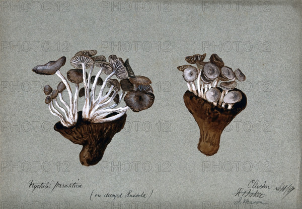 Parasitic fungi (Nyctalis species) growing on decayed Russula fungi, 1889. Creator: R Baker.