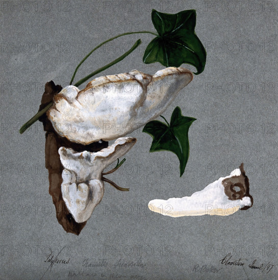 A bracket fungus (Trametes suaveolens): two fruiting bodies growing on wood and a..., 1897. Creator: R Baker.