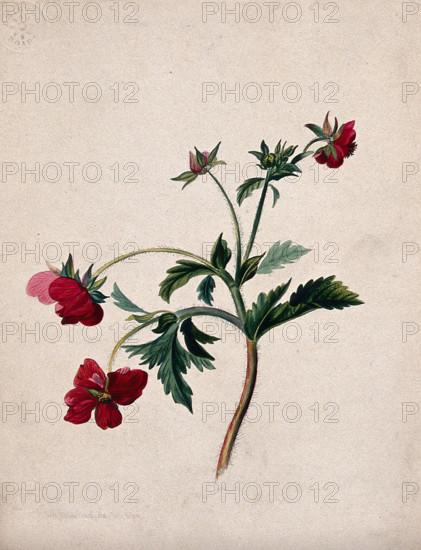 A type of aven (Geum species): flowering stem, 1839. Creator: Mary Anne Bayfield.