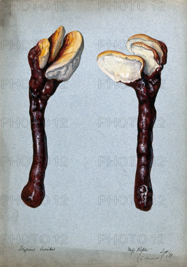 A fungus (Ganoderma lucidum): two fruiting bodies, 1899. Creator: C Bucknall.