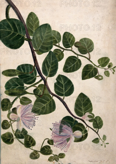 Capers (Caparis spinosa): flowering stem, c1890s. Creator: Unknown.