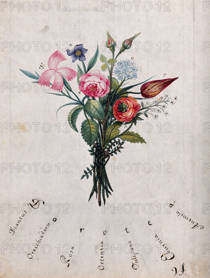A bunch of flowers, the initial letters of which are shown to spell "Dorotea", c1890s.. Creator: Unknown.