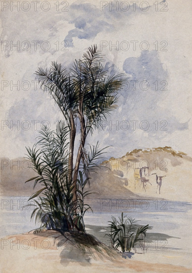 A jauari palm tree (Astrocaryum jauari Mart) growing on a river bank in Guyana, 1846. Creator: Edward Alfred Goodall.