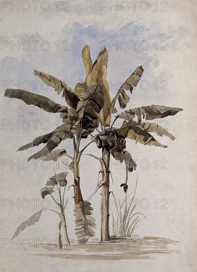 Two banana plants (Musa species), one with fruit, in Guyana, 1846. Creator: Edward Alfred Goodall.