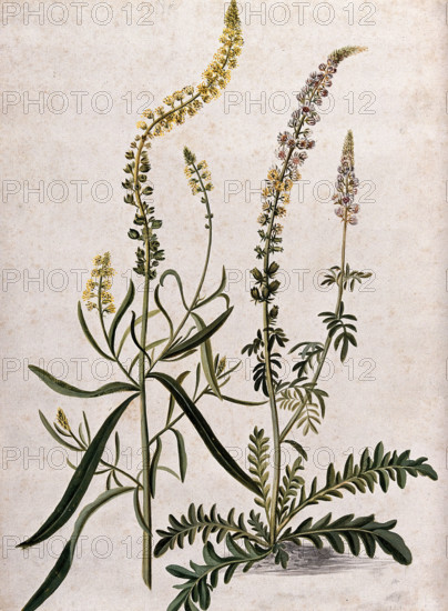 A plant (Reseda sp) related to Dyer's rocket: flowering plant with separate flowering stem, (17--). Creator: Unknown.