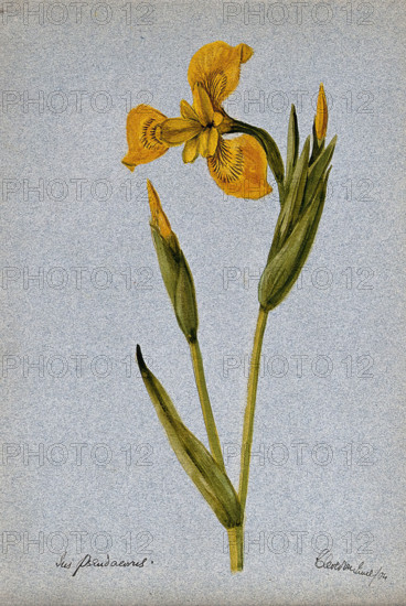 Yellow flag (Iris pseudacorus): flowering stem, 1904. Creator: Unknown.