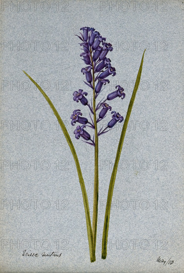 Bluebell (Hyacinthoides non-scripta): flowering stem, 1903. Creator: Unknown.
