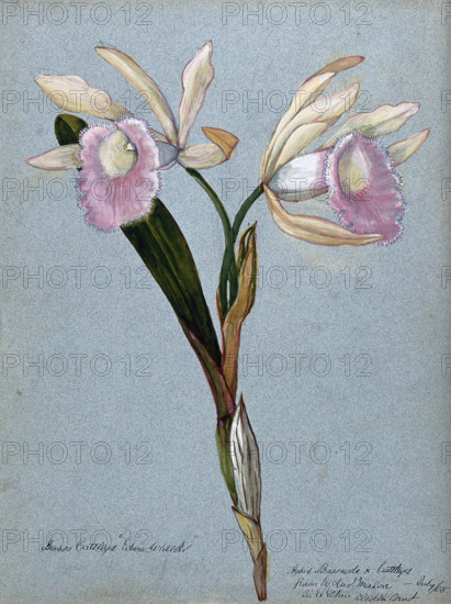 An orchid hybrid (Brassavola x Cattleya "Edwin Wheeler"): flowering stem, 1908. Creator: Unknown.