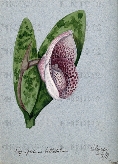 A lady's slipper orchid (Cypripedium bellatulum): flowering stem, 1899. Creator: Unknown.