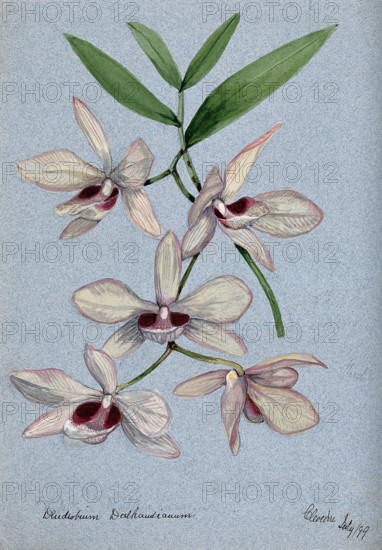An orchid (Dendrobium Dalhausianum): flowering stem, 1899. Creator: Unknown.