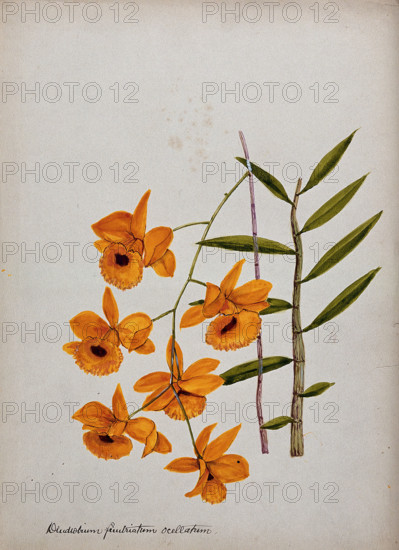An orchid (Dendrobium fimbriatum var Oculatum): flowering stem and leaves. Creator: Unknown.