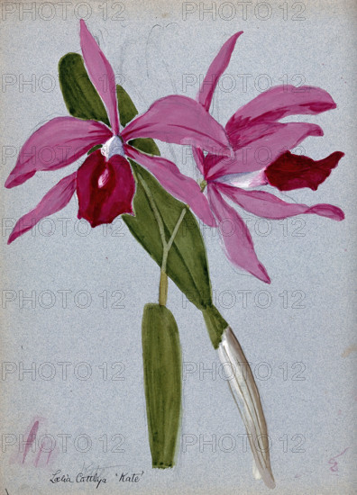 An orchid hybrid (Laelia x Cattleya "Kate"): flowering stem and leaves. Creator: Unknown.